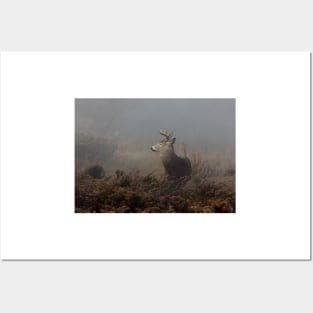 Big Buck - White-tailed Deer Posters and Art